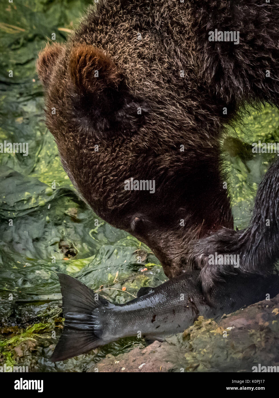 Coastal Brown (Grizzly) bear (Ursus arctos horribilis) eating a salmon  in Southeastern Alaska, USA. Stock Photo