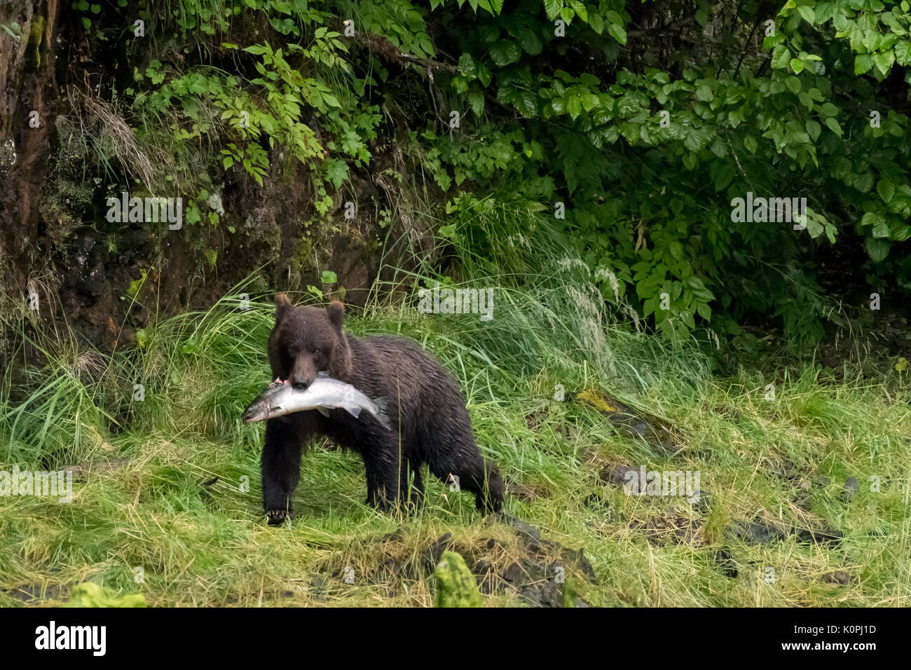 Coastal Brown (Grizzly) bear (Ursus arctos horribilis) carrying a salmon in Southeastern Alaska, USA. Stock Photo