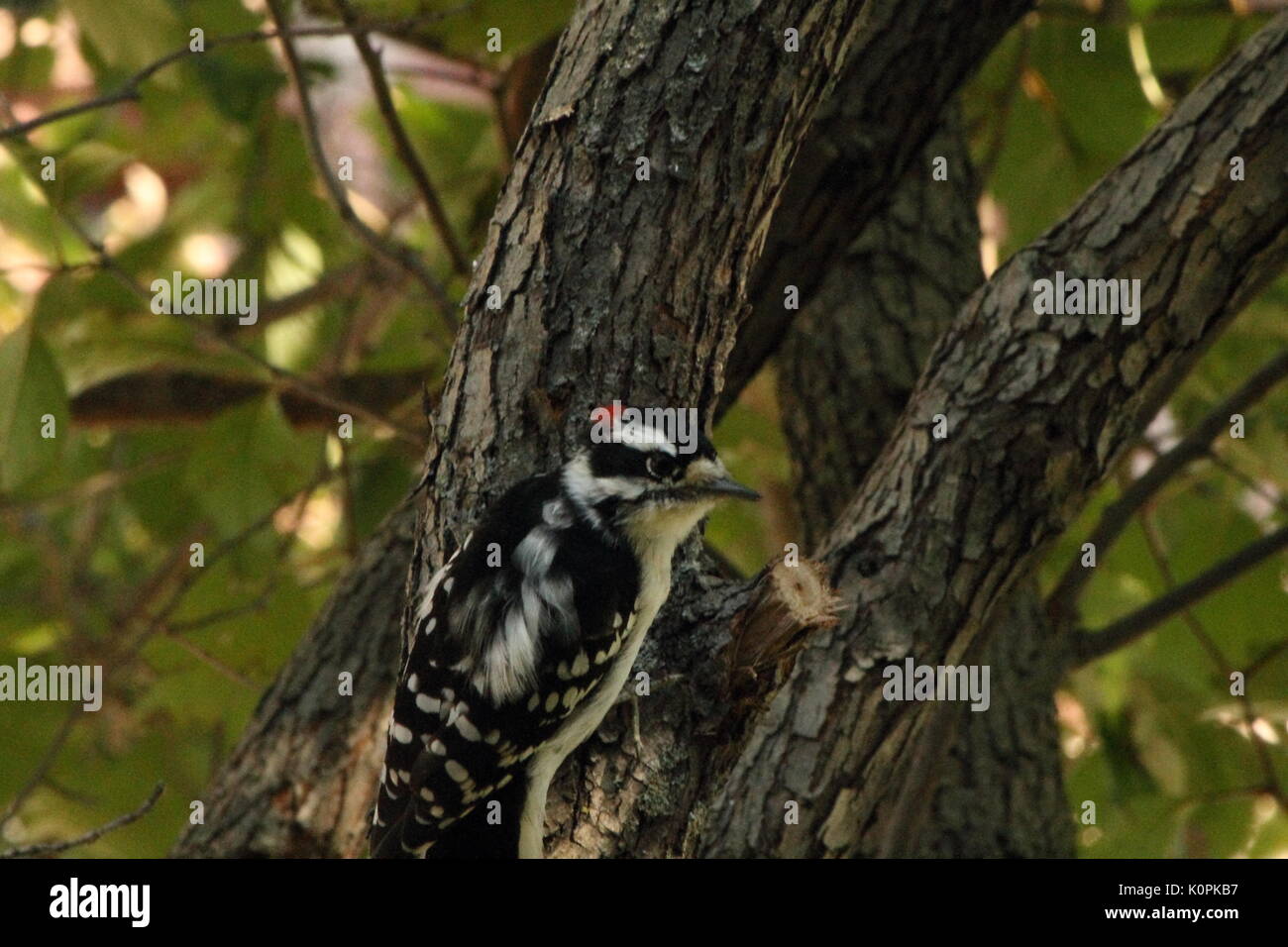 woodpecker Stock Photo