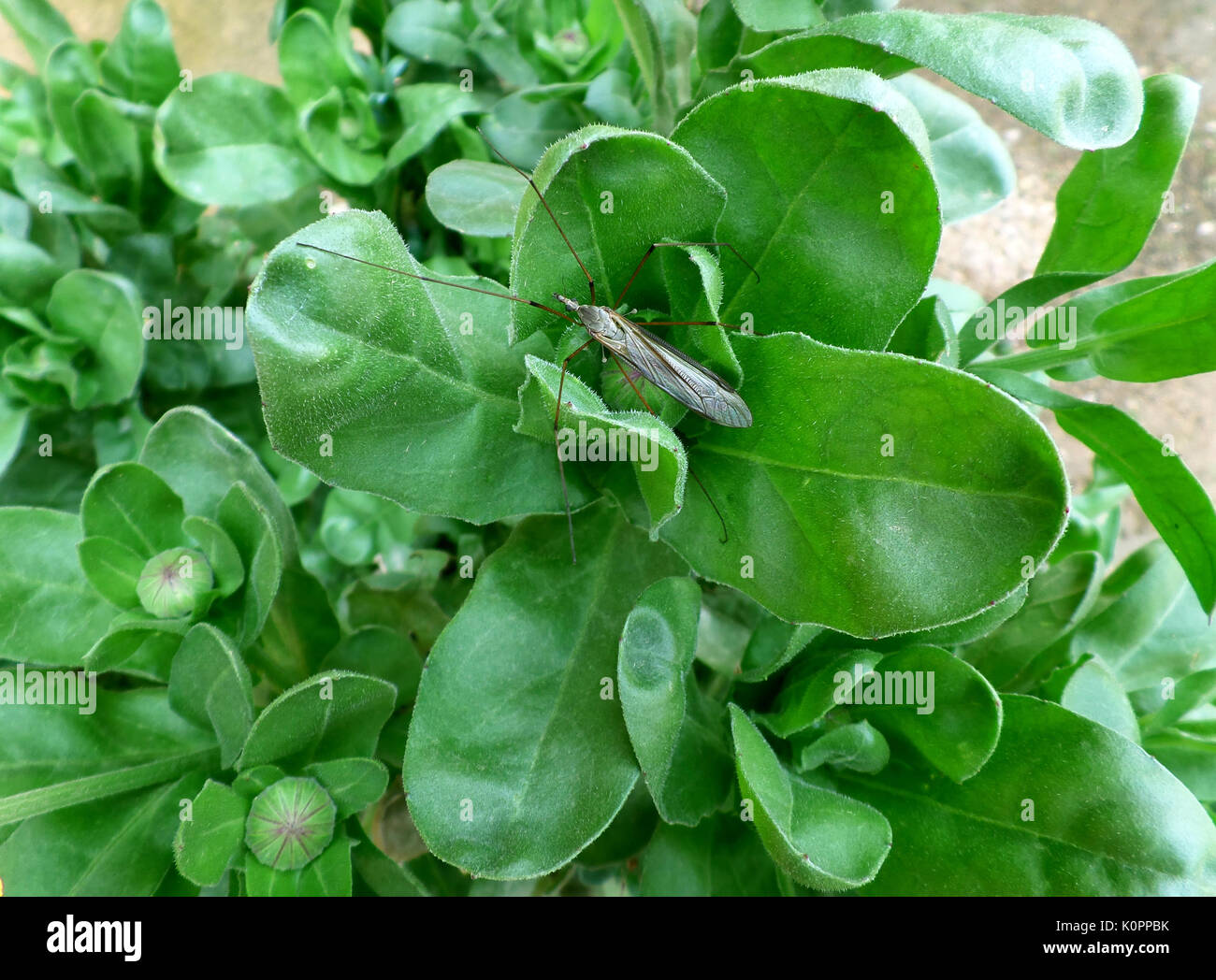 One Little Bug Resting on the Green Leaf, Crete Island of Greece Stock ...