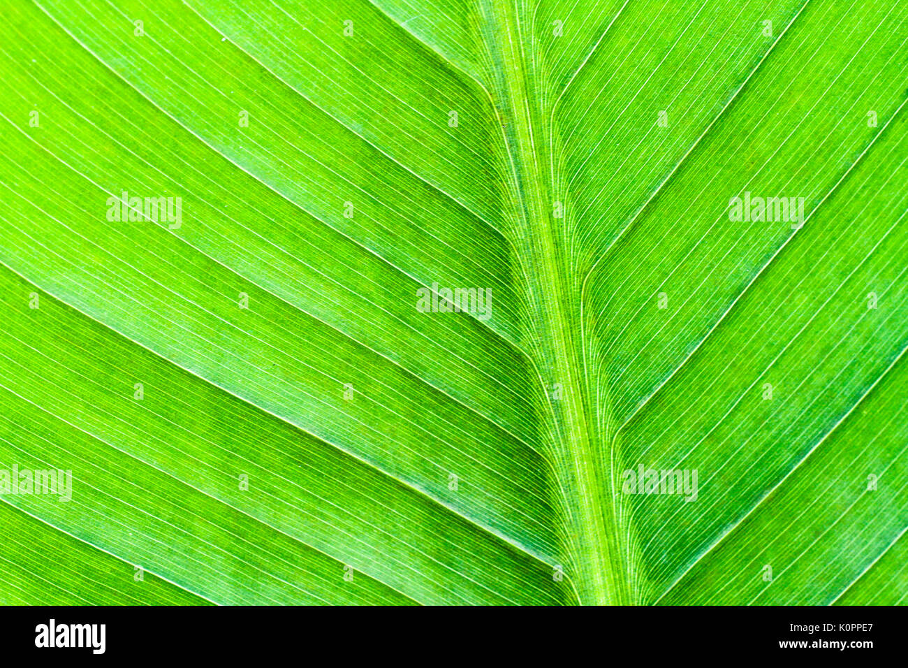 Fresh green banana leaf macro closeup photography detailing grooves and structure Stock Photo