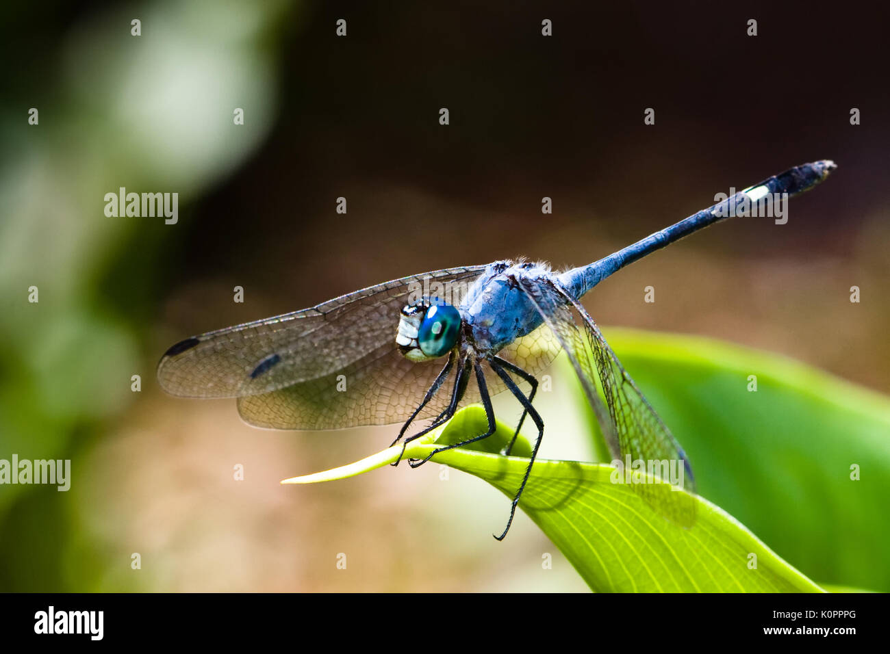 Blue dragonfly with spread wings closeup sitting on a green leaf with ...