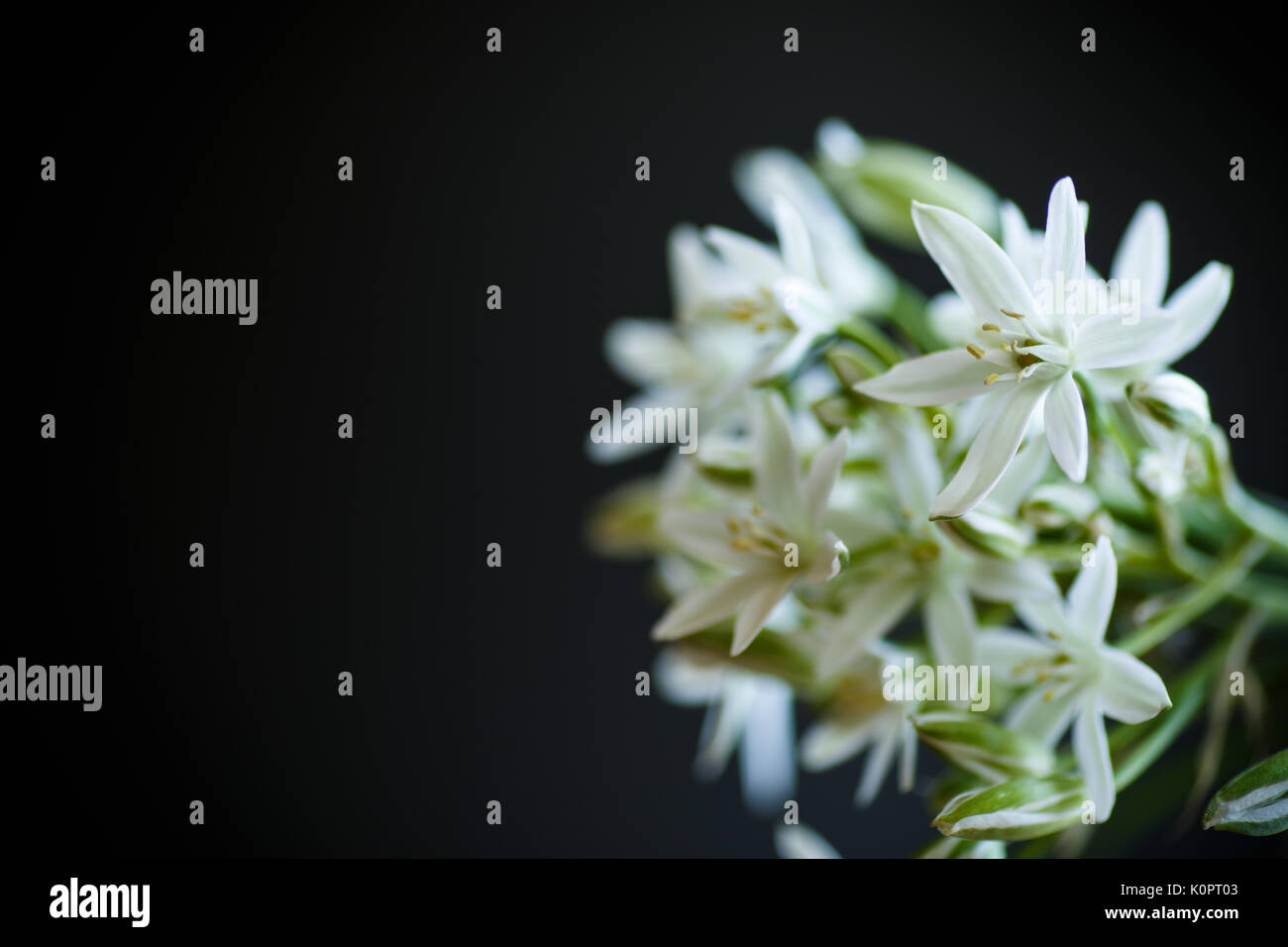 Ornithogalum umbellatum .Beautiful white flowers Stock Photo - Alamy