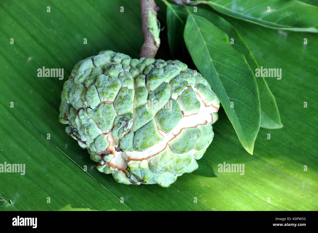 Sugar apple is a fruit of the tree Annona squamosa. In Thailand, it is  called noi-