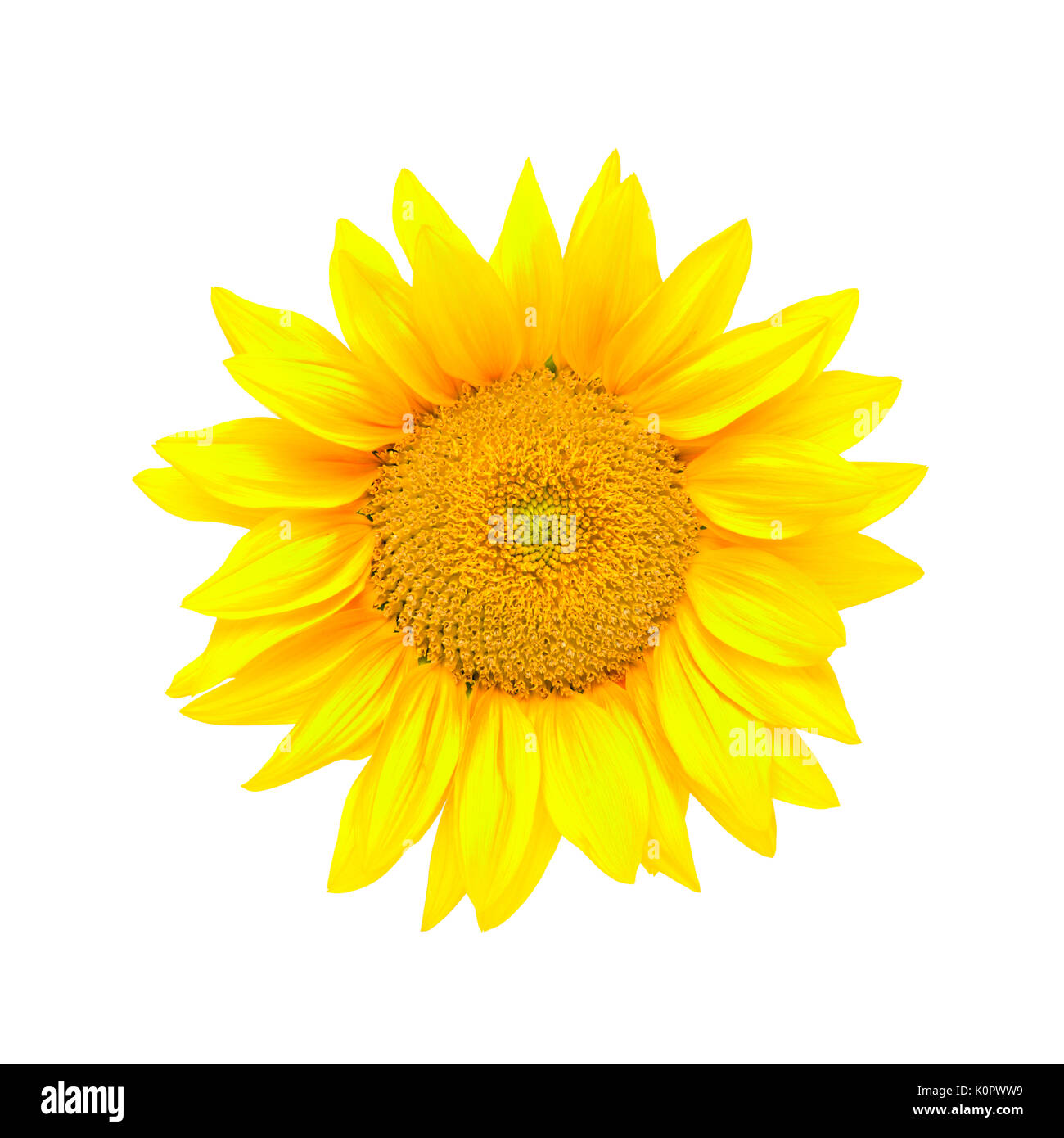 Helianthus annuus hires stock photography and images Alamy