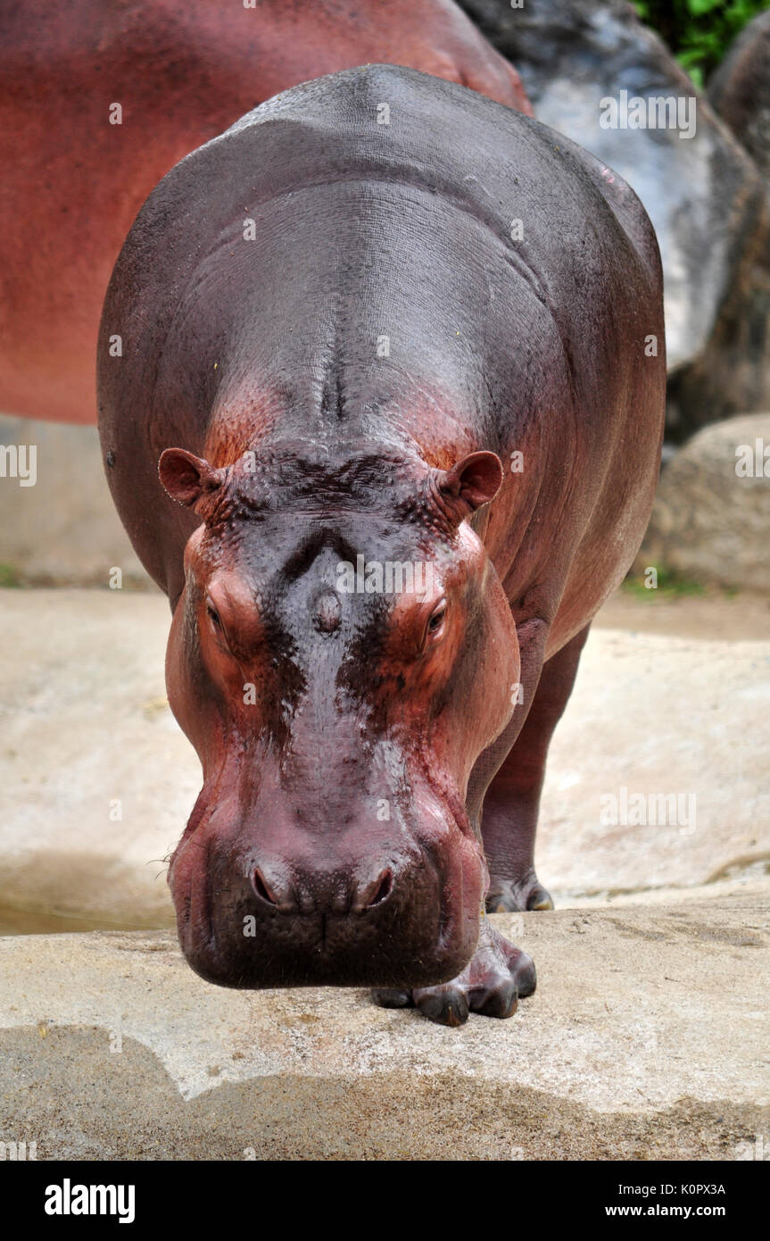 The hippopotamus is semi-aquatic, inhabiting rivers and lakes where territorial bulls preside over a stretch of river and groups of 5 to 30 females an Stock Photo