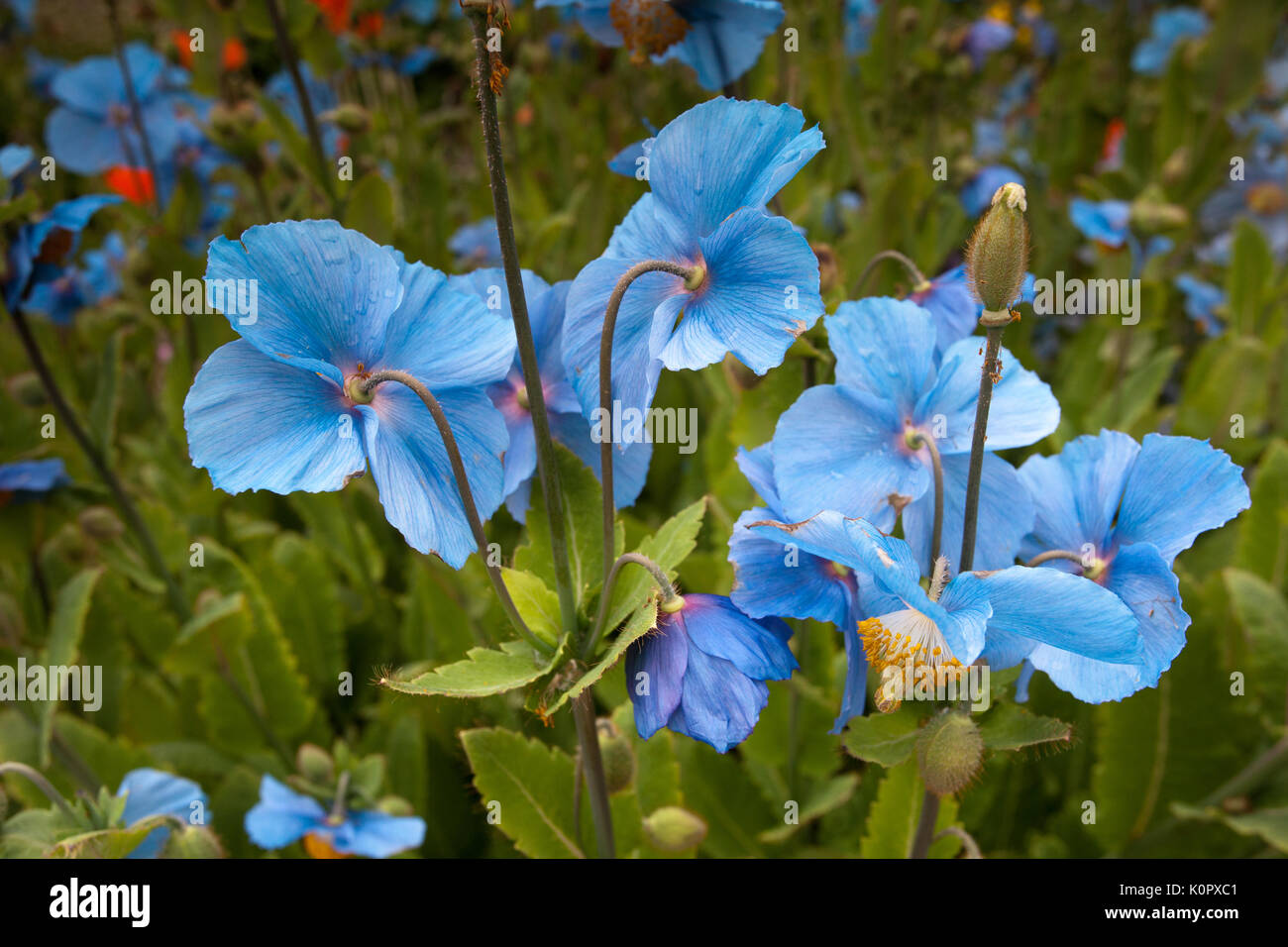 Flowers in Akureyri Botanical Gardens Stock Photo
