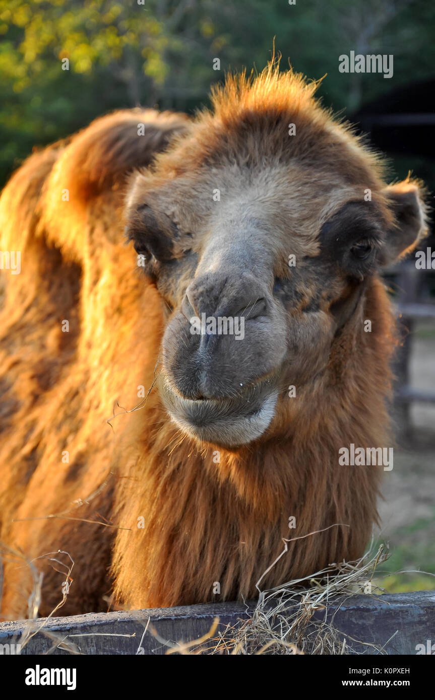 Gobi desert camel milk hi-res stock photography and images - Alamy
