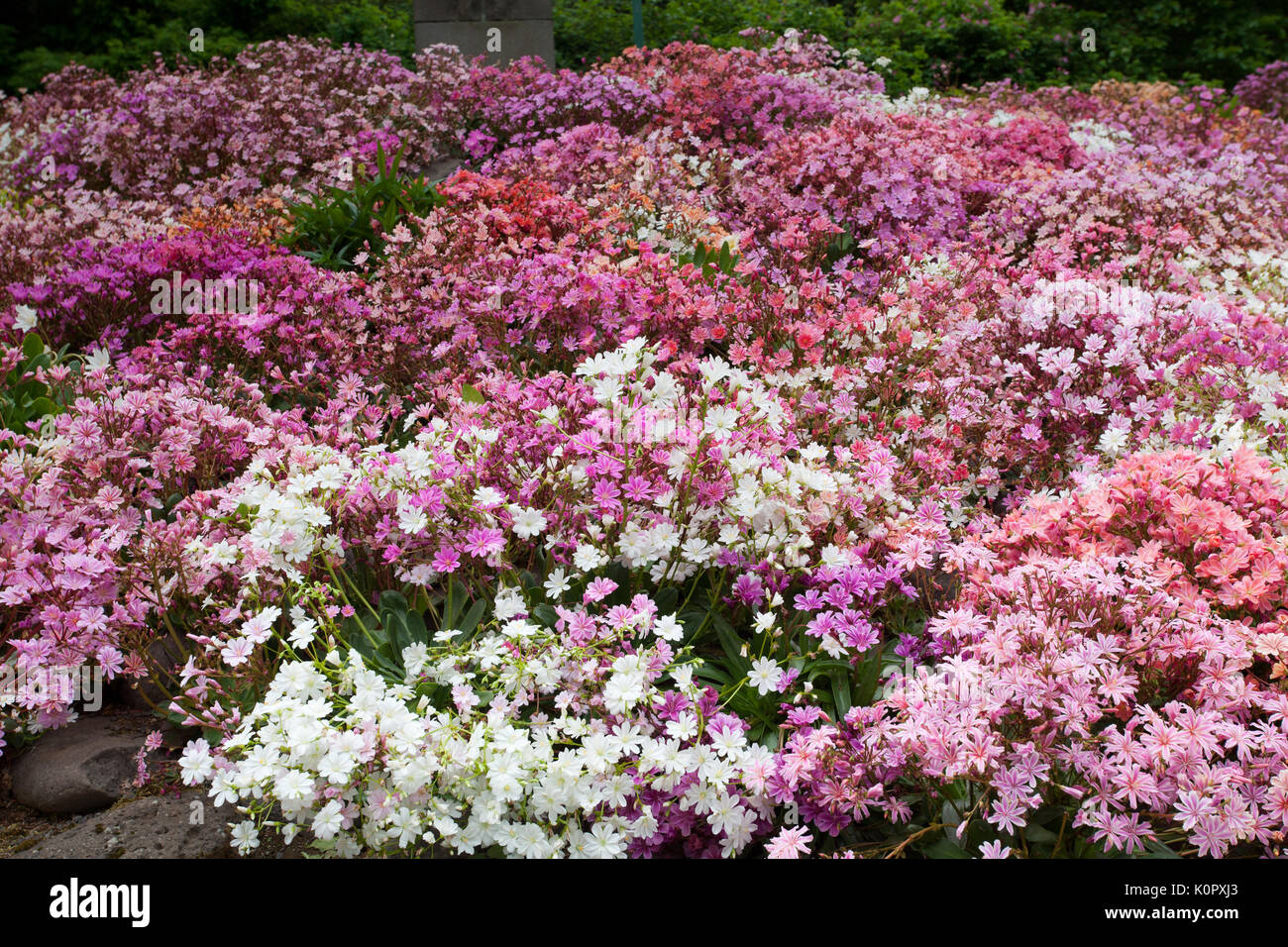 Flowers in Akureyri Botanical Gardens Stock Photo
