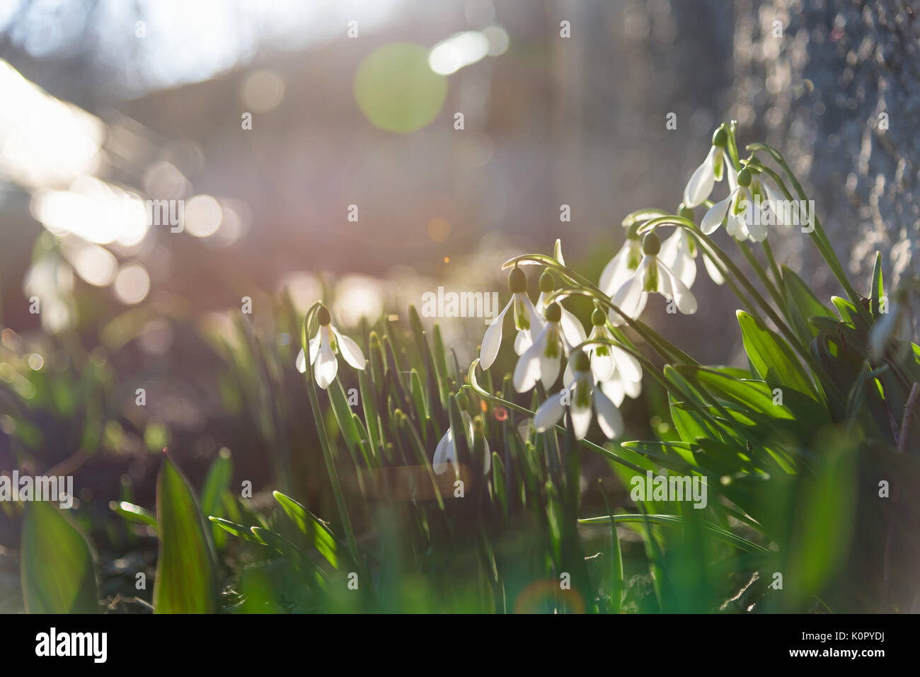 Snowdrop spring flowers in sunset warm sunshine Stock Photo