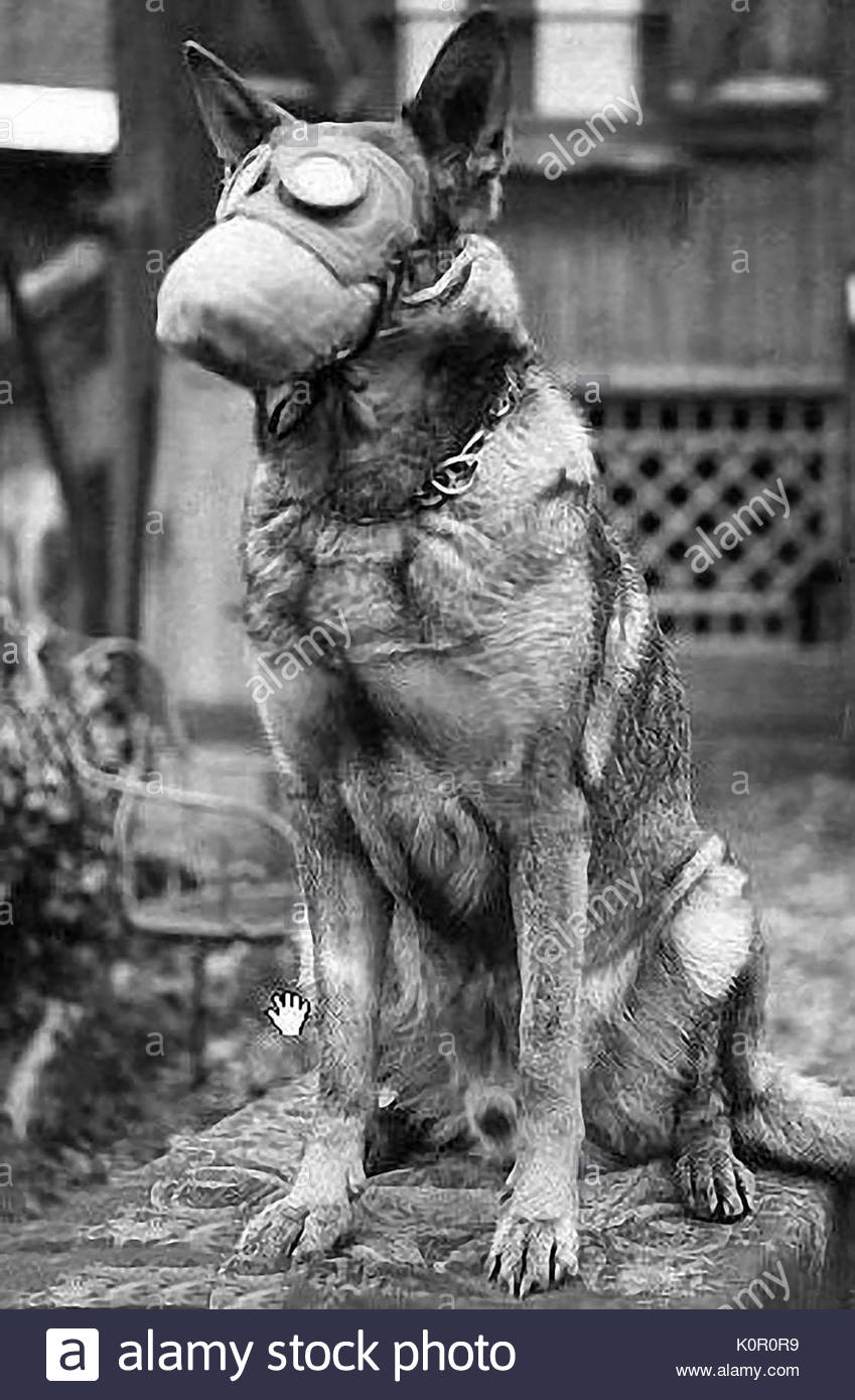 Dog with gas mask on the battlefield in First World War Stock Photo