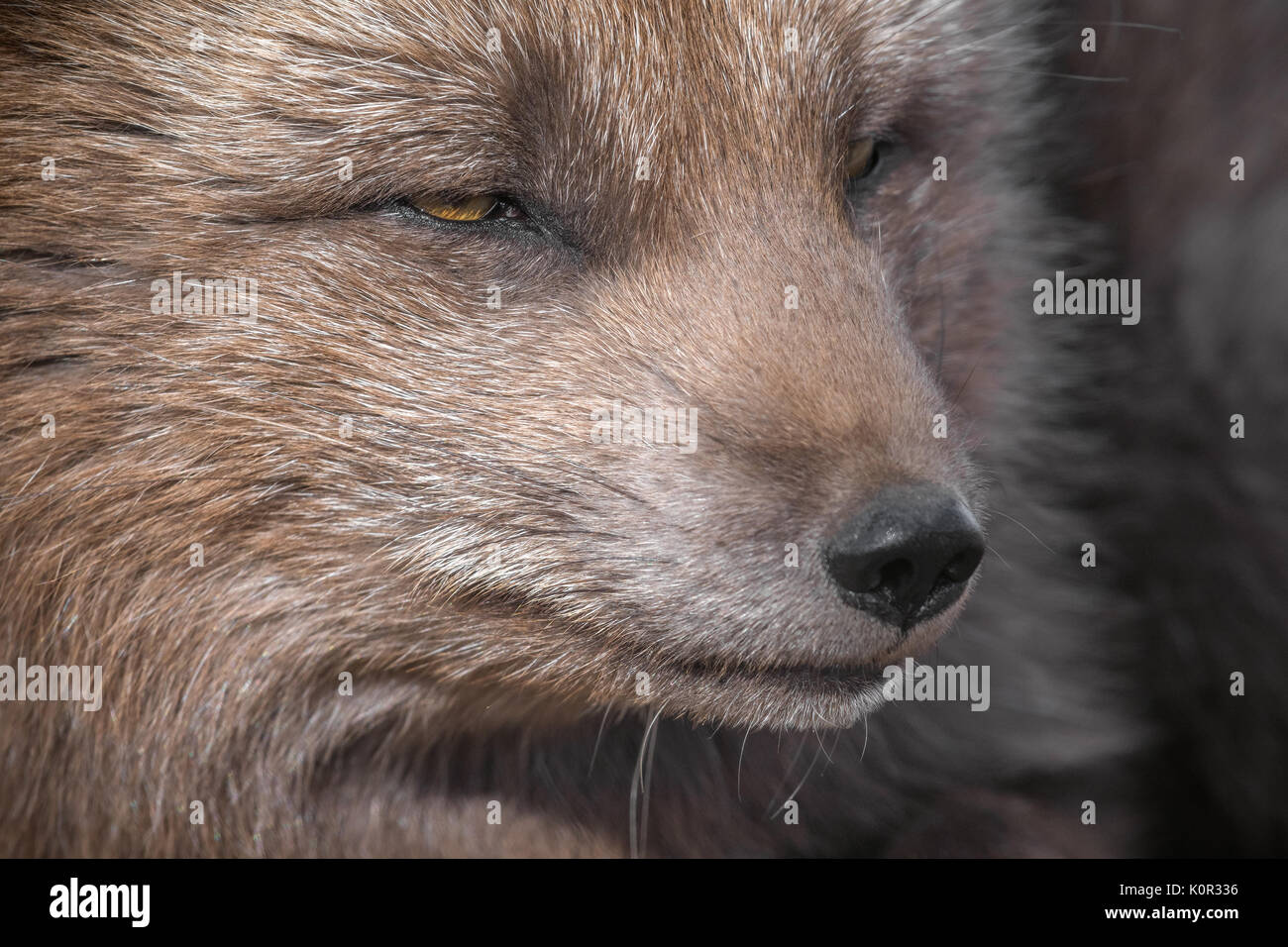 Friendly arctic fox hires stock photography and images Alamy