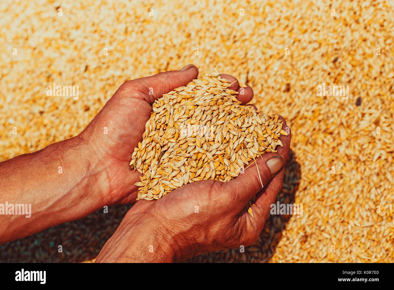 Harvest, close up of farmer's hands holding wheat grains Stock Photo