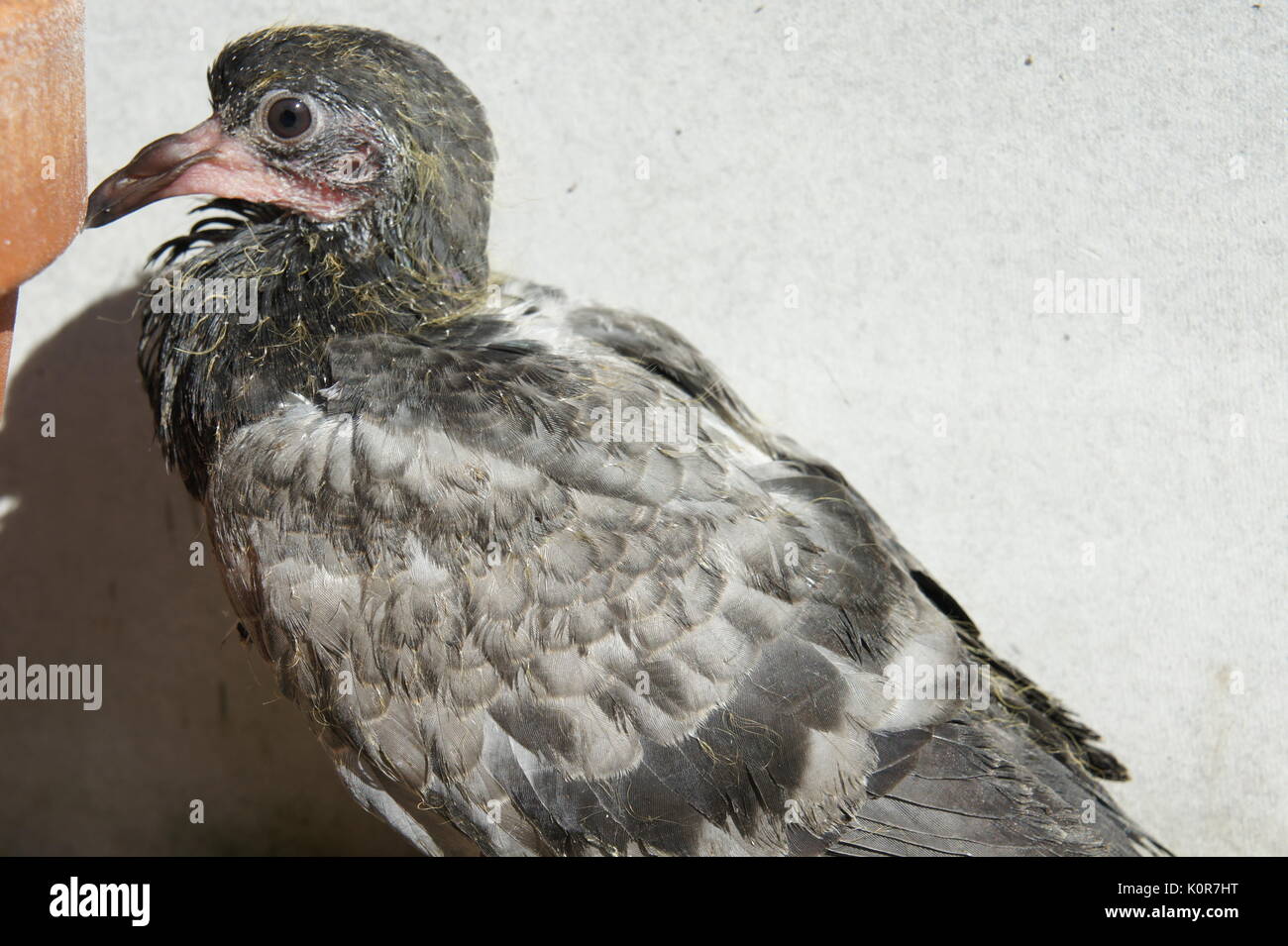 Squab Pigeon High Resolution Stock Photography And Images Alamy Squab Pigeon High Resolution Stock Photography And Images Alamy