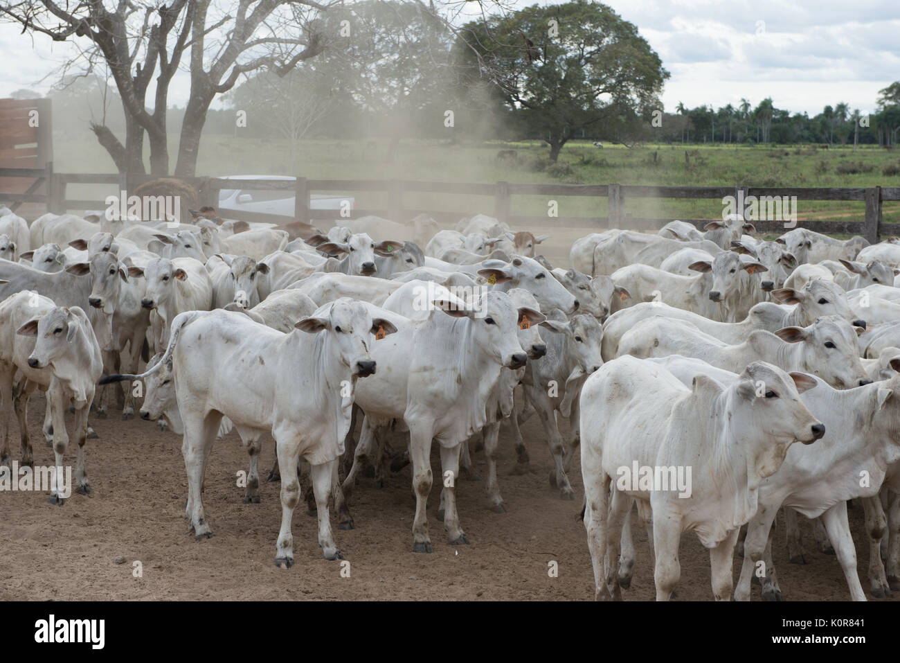 Cattle inside a corral in South Pantanal Stock Photo