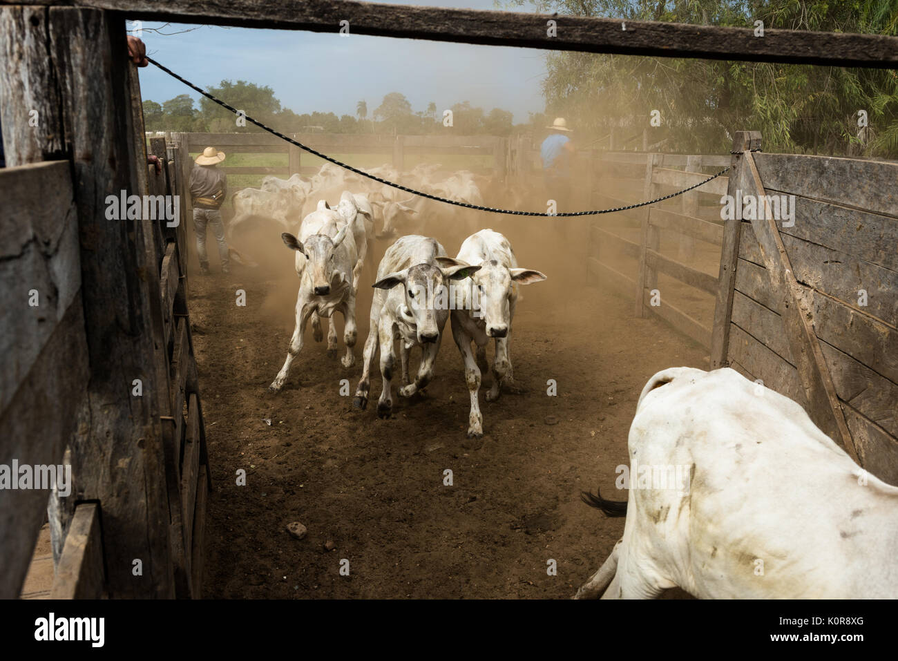 Cattle being corraled on a farm in the Pantanal of Brazil Stock Photo