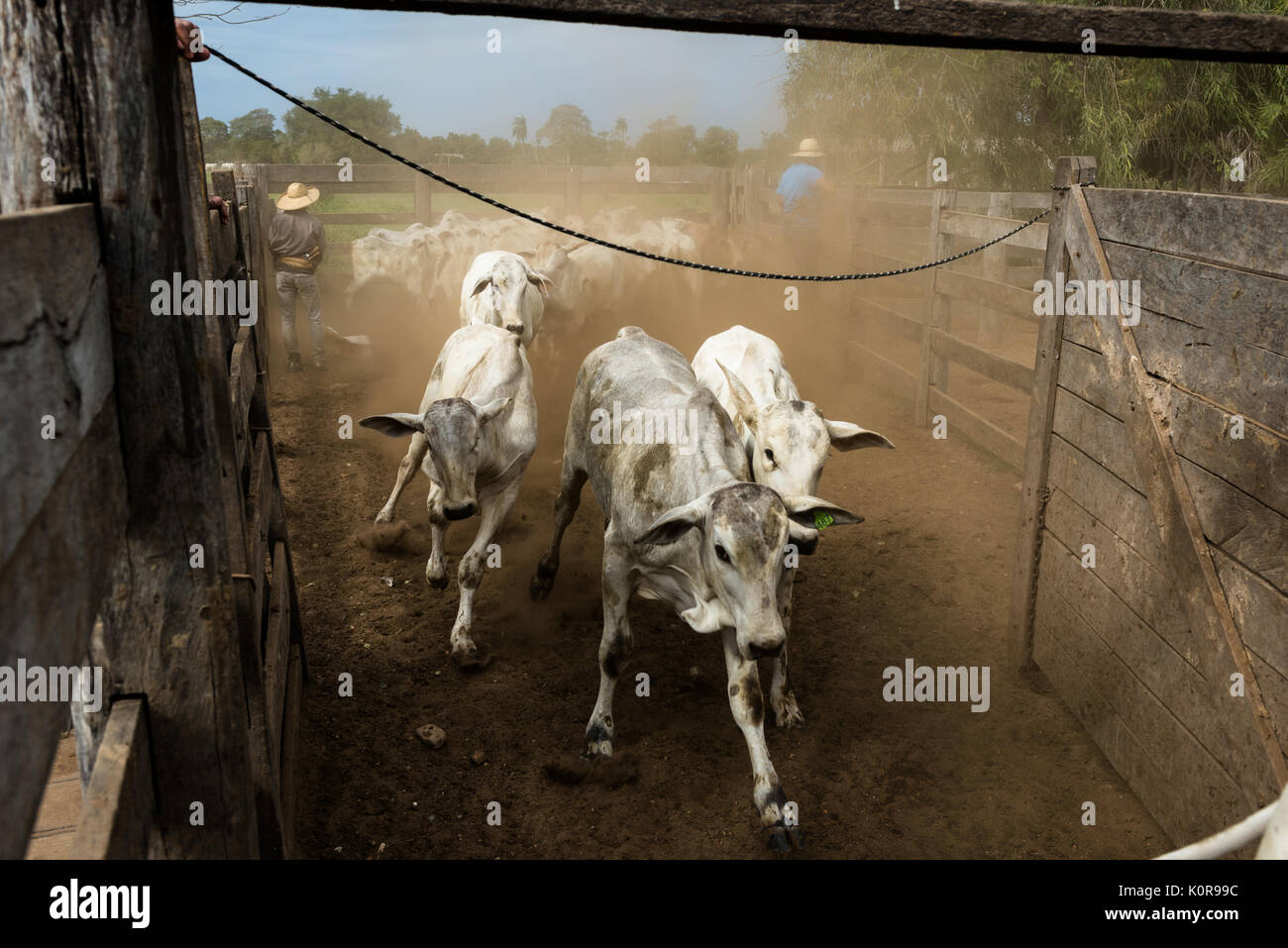Cattle being corraled on a farm in the Pantanal of Brazil Stock Photo