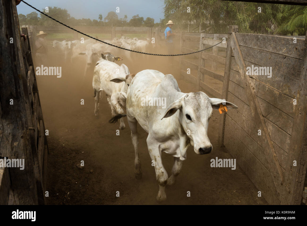 Cattle being corraled on a farm in the Pantanal of Brazil Stock Photo