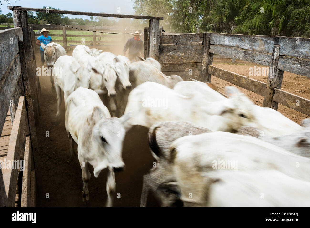 Cattle being corraled on a farm in the Pantanal of Brazil Stock Photo