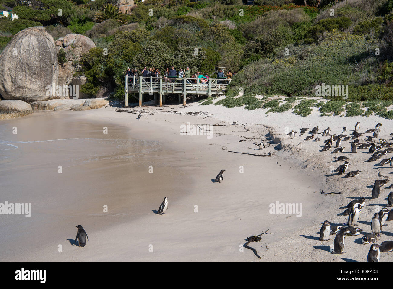 Tourists enjoying the penguins at Boulders Beach Stock Photo
