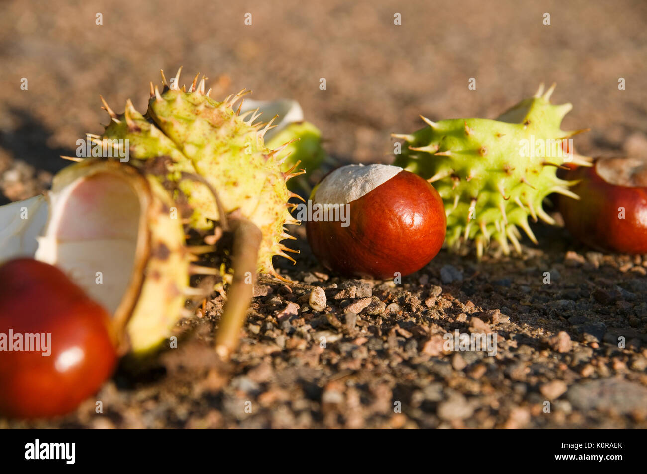 Nahaufnahme mehrerer auf einen Wandweg gefallener Samen des Rosskastanien-Baums im seitlichen Abendlicht. Stock Photo