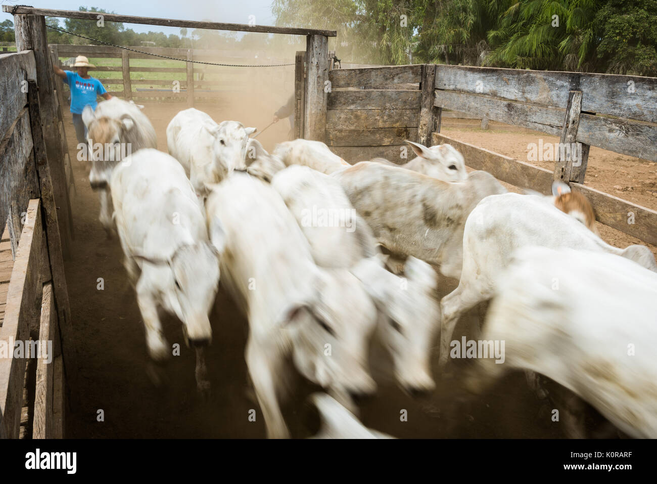 Cattle being corraled on a farm in the Pantanal of Brazil Stock Photo