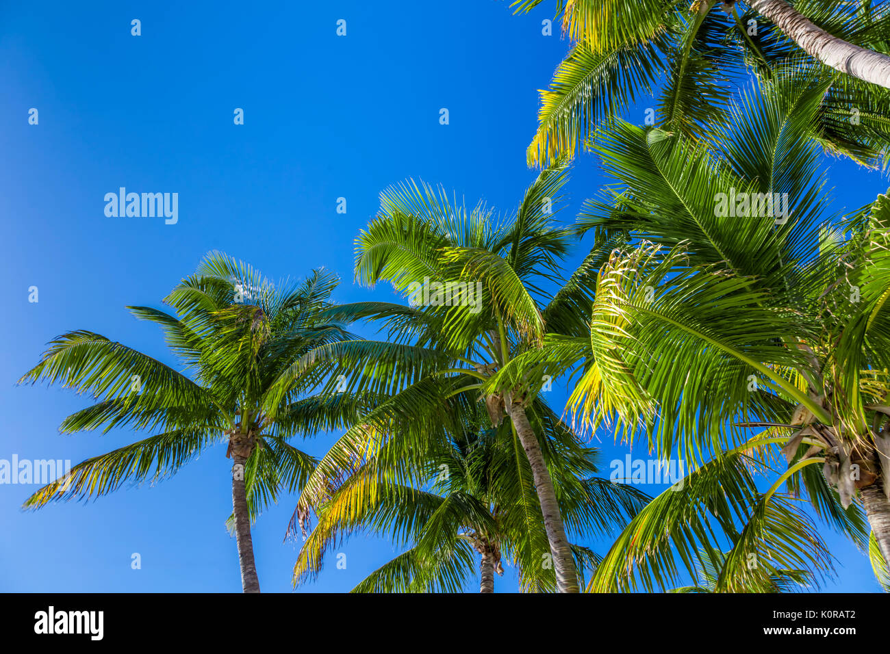Looking up at tops of tropical green palm trees with blue sky Stock Photo