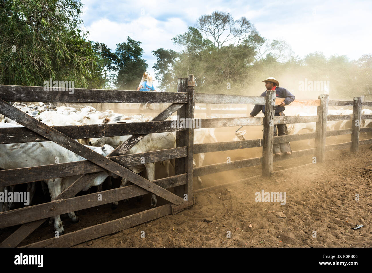 Cowboy corraling the cattle in the Pantanal Stock Photo