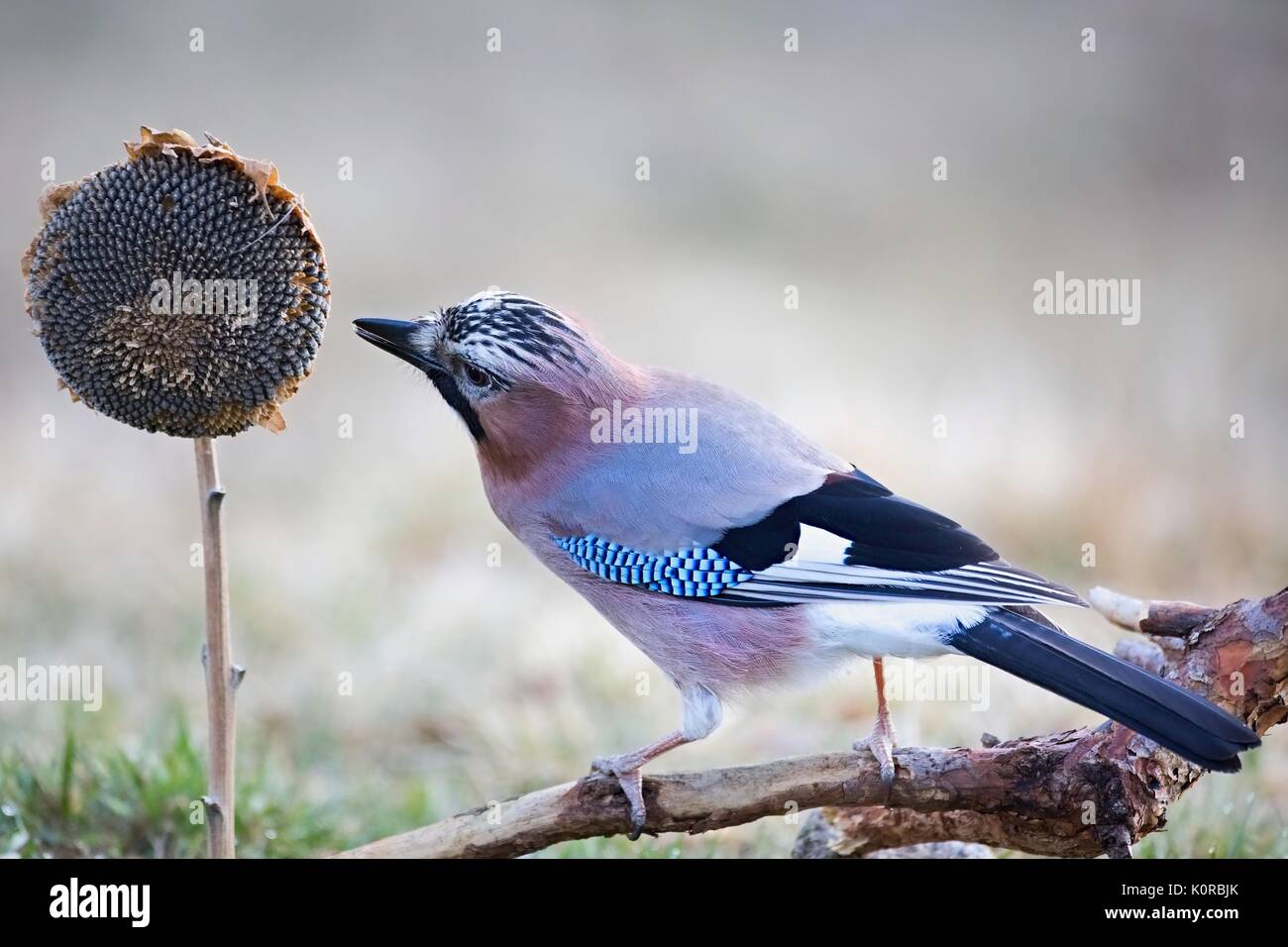 Eurasian jay - Garrulus glandarius, sitting on a branch and feeding the sunflower in nature. Wildlife. Stock Photo