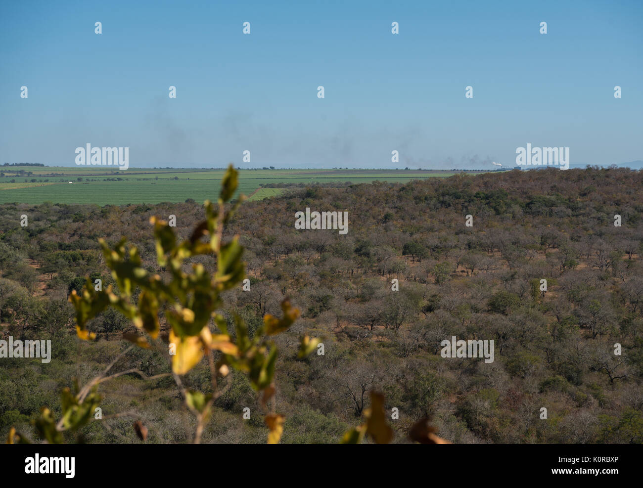 View showing private game reserve bordered by sugar cane fields Stock Photo