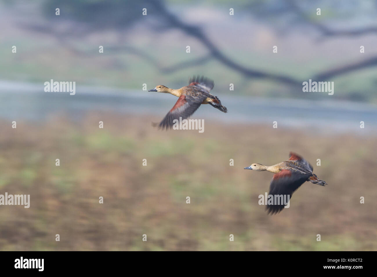 The lesser whistling duck (Dendrocygna javanica) at Bharatpur Bird
