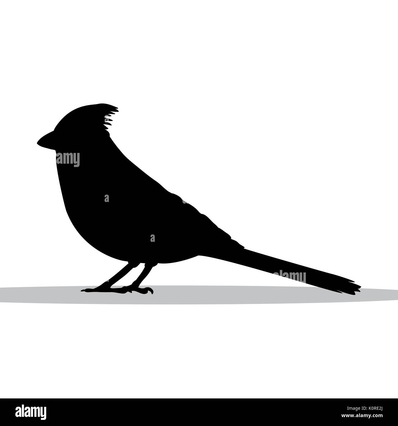Cardinal bird black silhouette animal. Vector Illustrator. Stock Vector