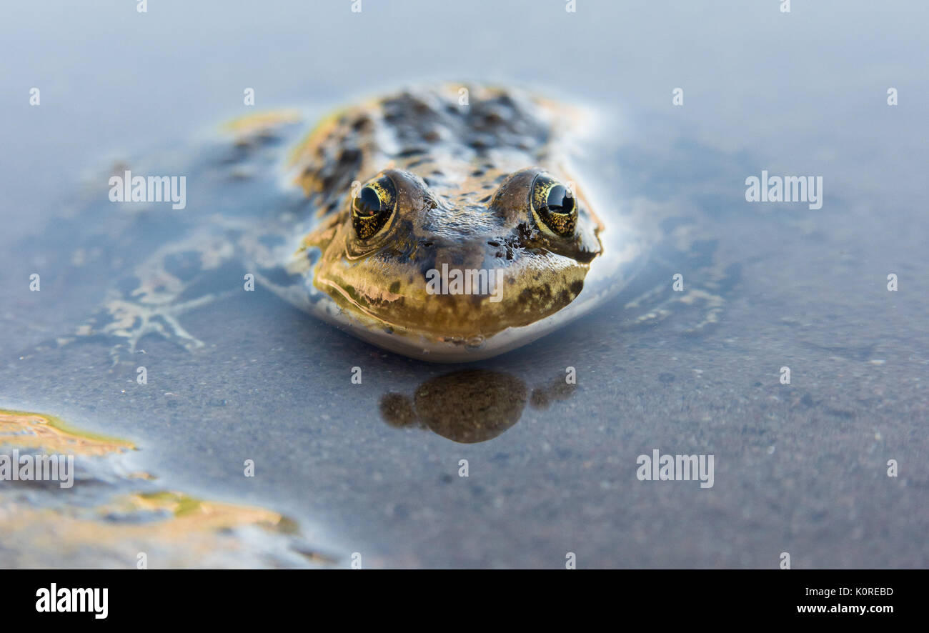 Frog in Yellowstone Stock Photo Alamy