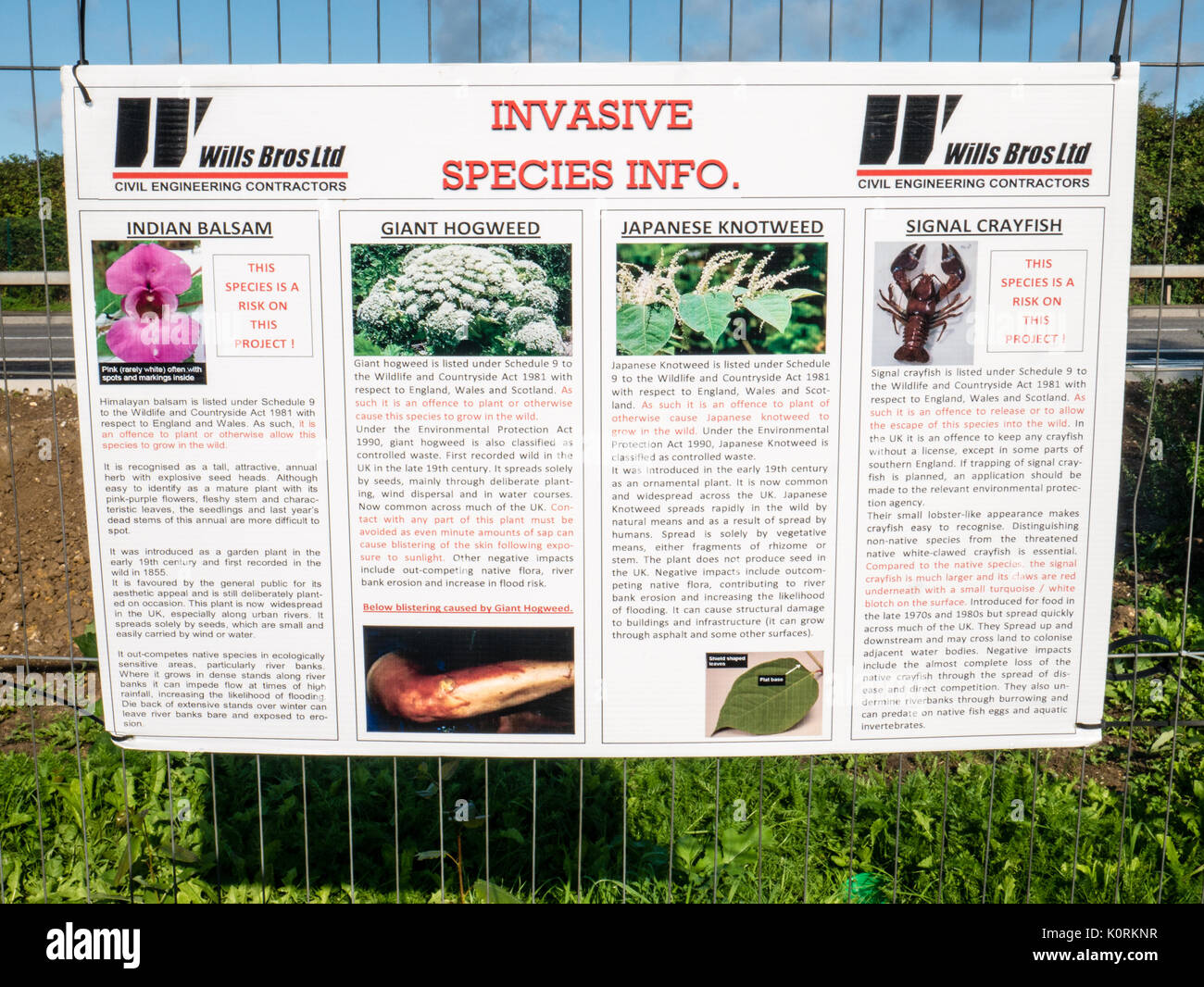 Invasive Species Info, A33 Road Widening, Reading, Berkshire, England Stock Photo