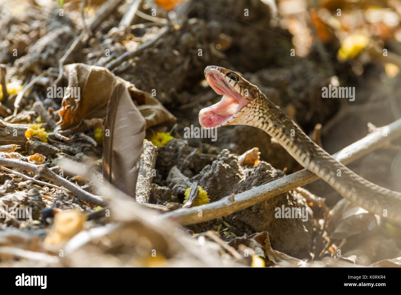 Indian rat snake (Ptyas mucosa) at Bharatpur Bird Sanctuary yawning on