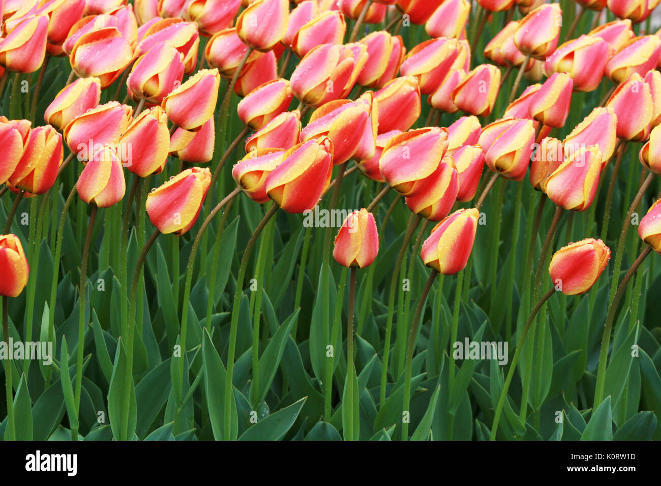 Colorful tulips in Emirgan Wood, Istanbul, Turkey Stock Photo