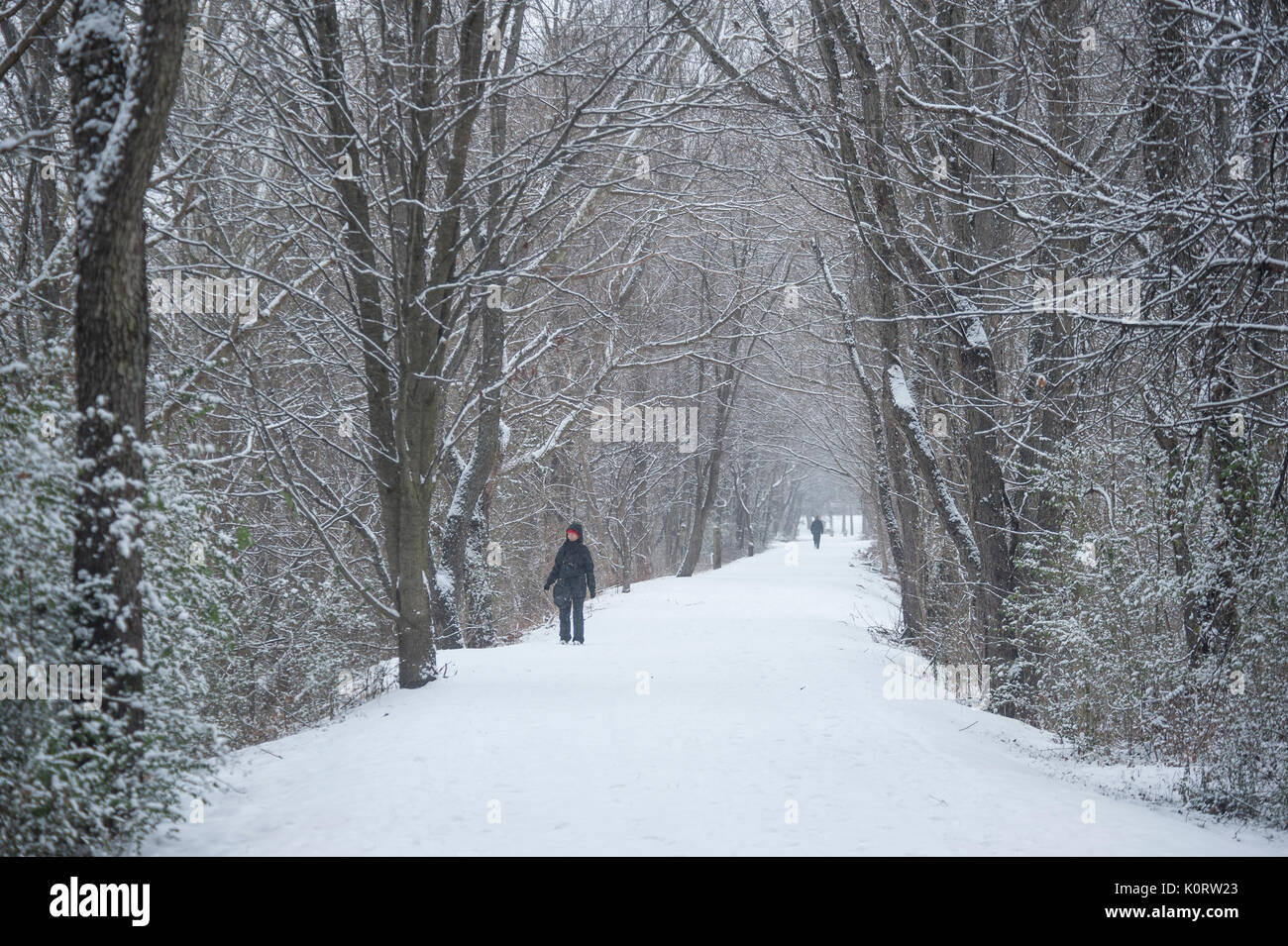 Snow covered tree lined foot path with people walking Stock Photo