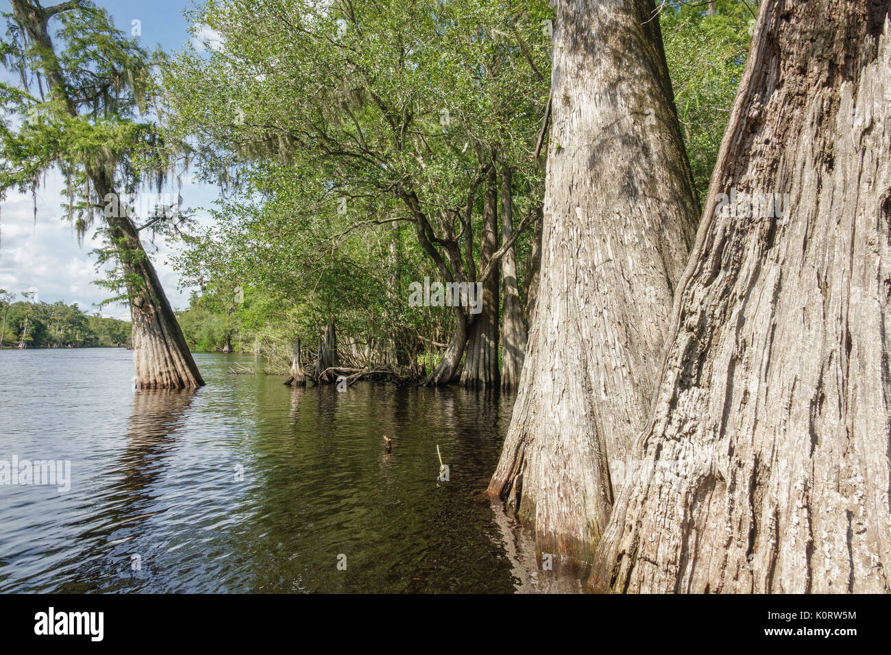 Cypress trees along lower Santa Fe River, Florida Stock Photo