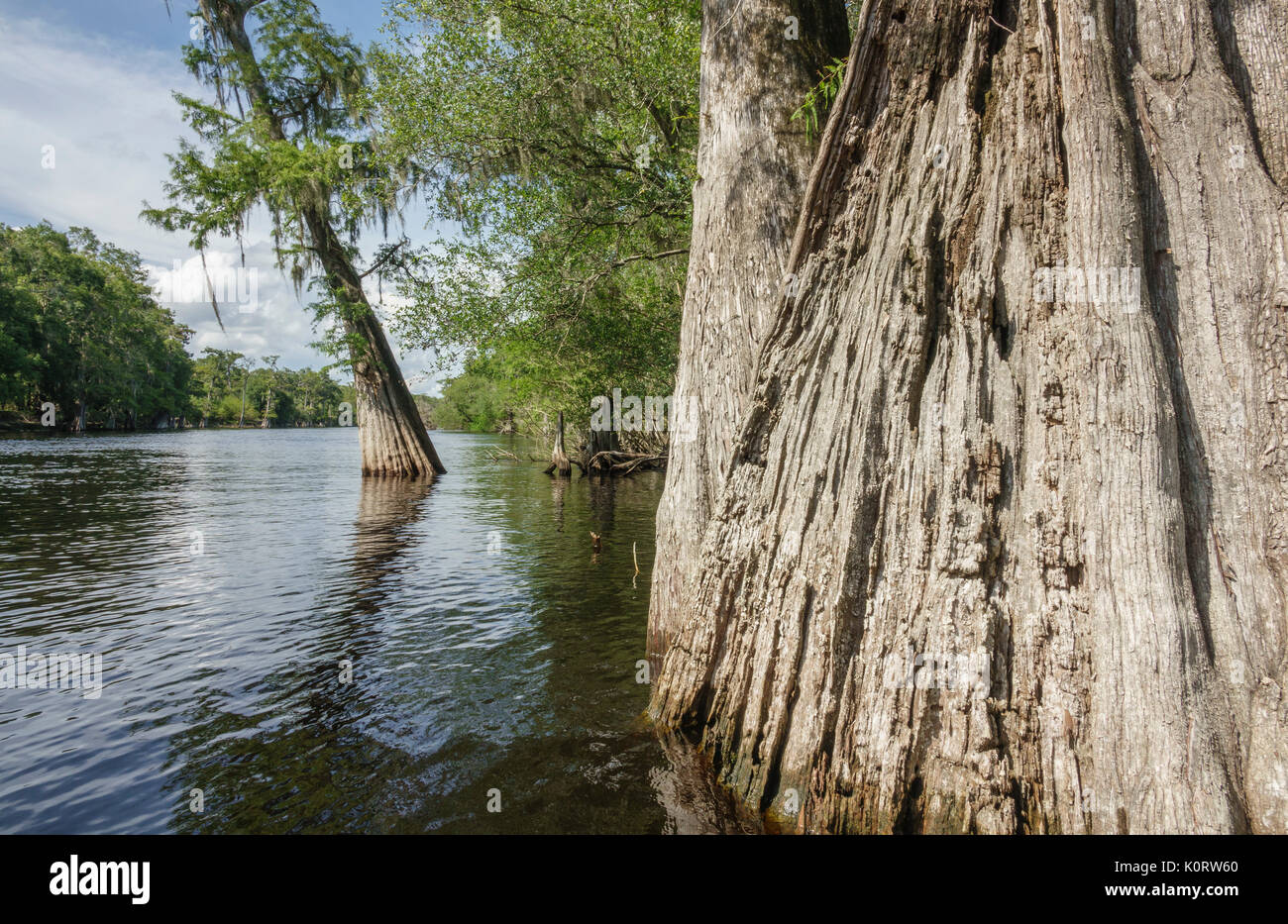 Cypress trees along lower Santa Fe River, Florida Stock Photo