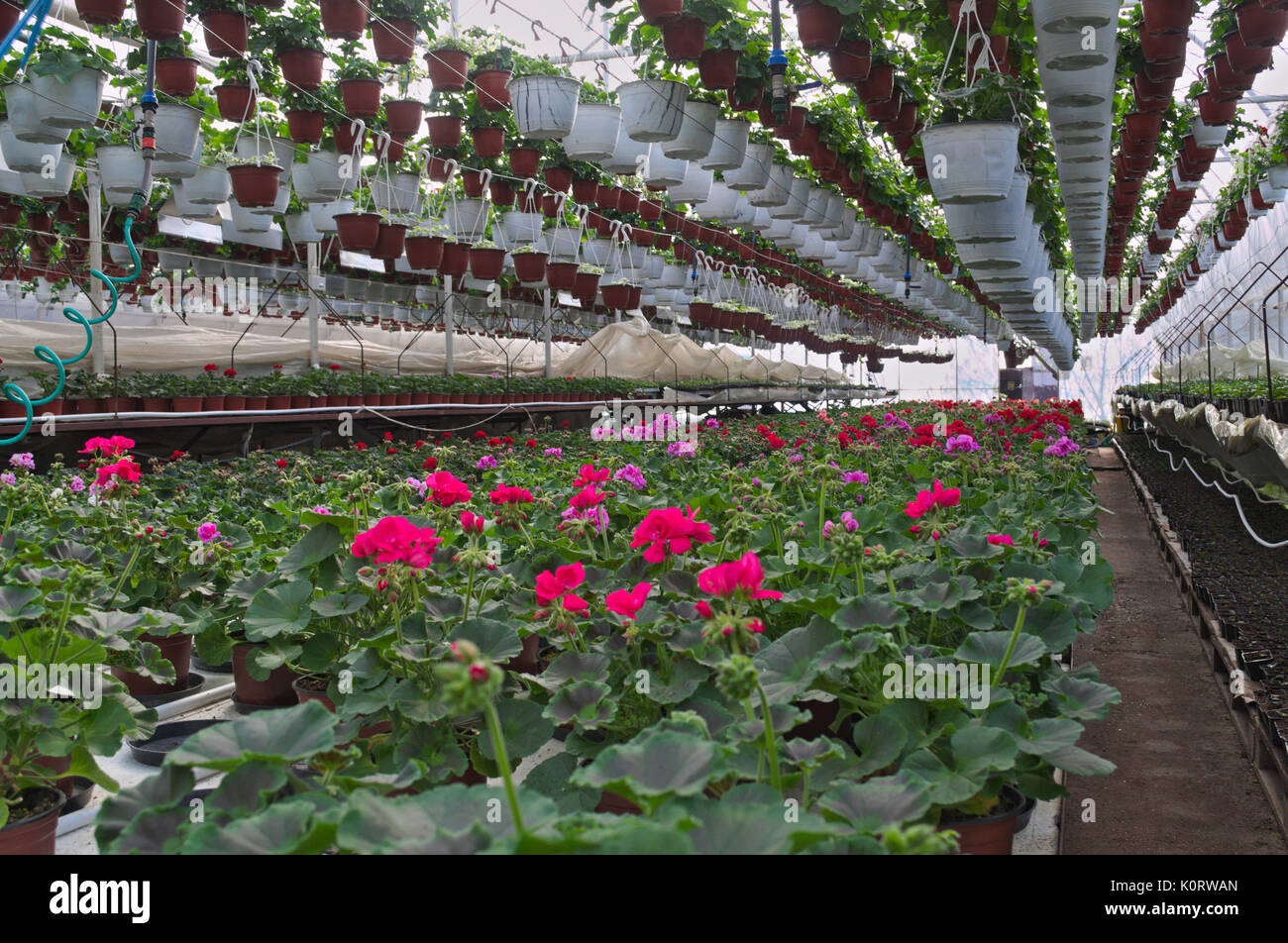 Plant nursery in greenhouse Stock Photo Alamy