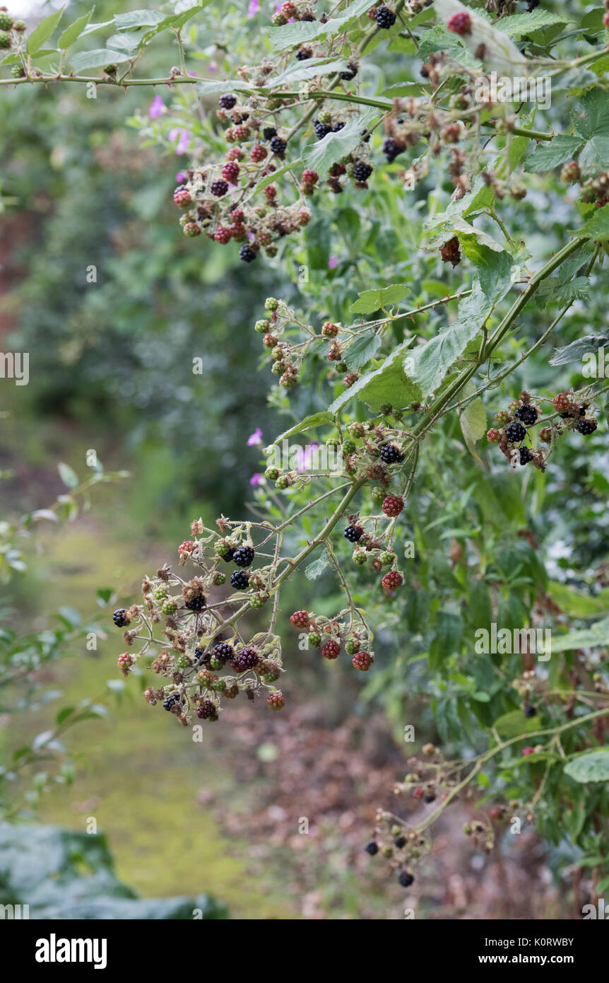 Rubus fruticosus. First wild blackberries in the hedgerow in early august in the English countryside Stock Photo