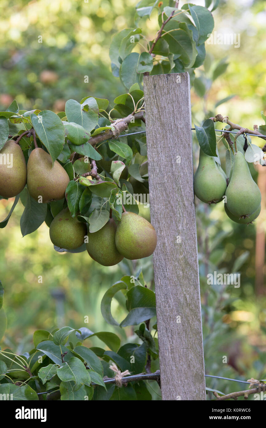 Pyrus communis ‘Beurre Hardy’. Pear ‘Beurre Hardy’ fruit on the tree in August. UK Stock Photo