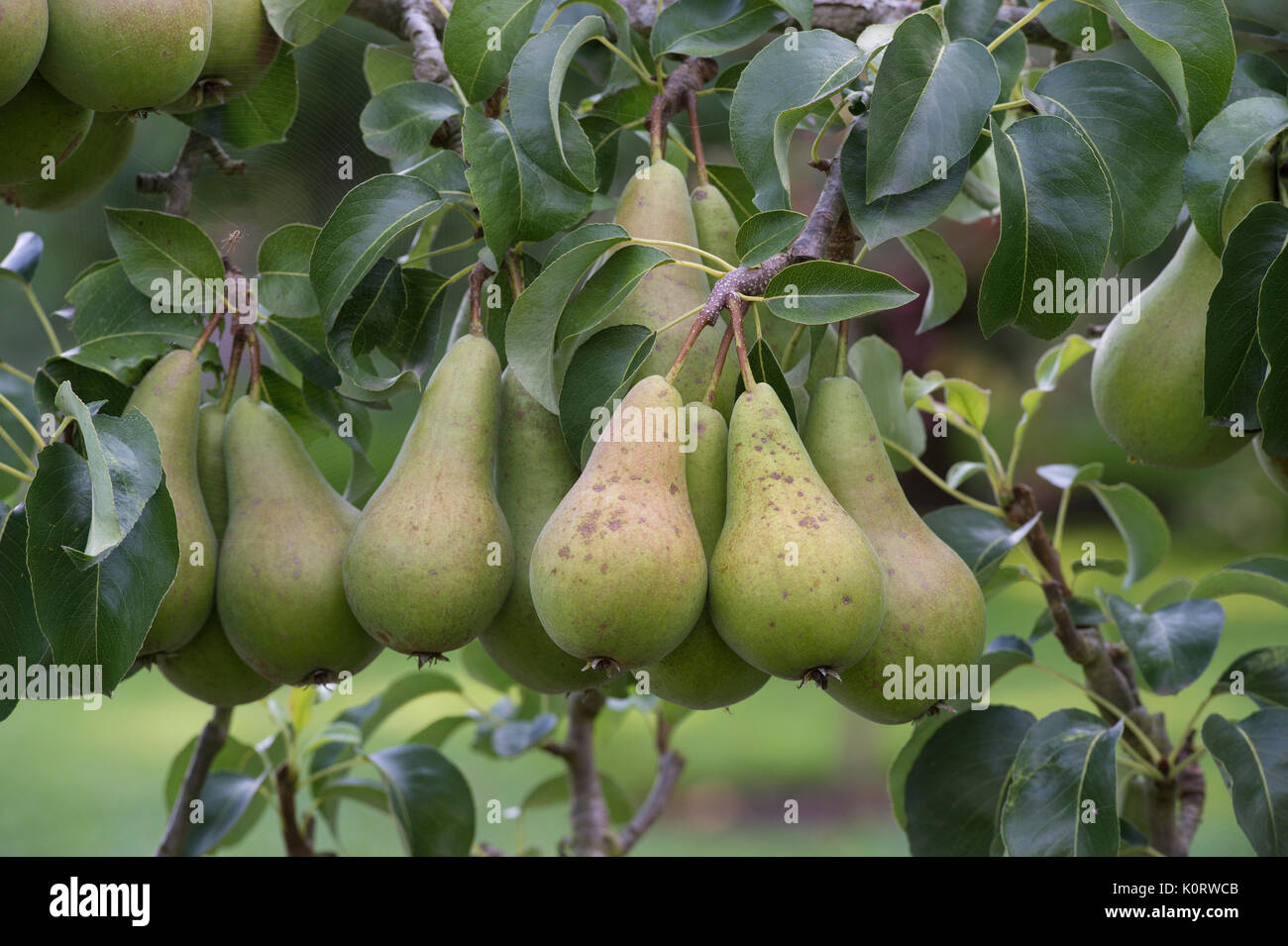 Pyrus communis ‘Beurre Hardy’. Pear ‘Beurre Hardy’ fruit on the tree in August. UK Stock Photo