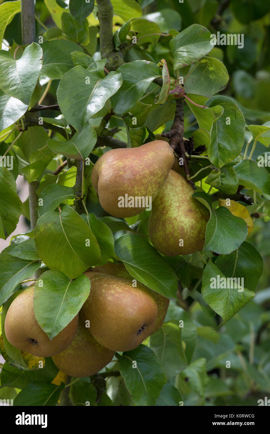 Pyrus communis 'Delbardelice', syn 'Delete'. Pear ‘Delbardelice’ fruit on the tree in August. UK Stock Photo