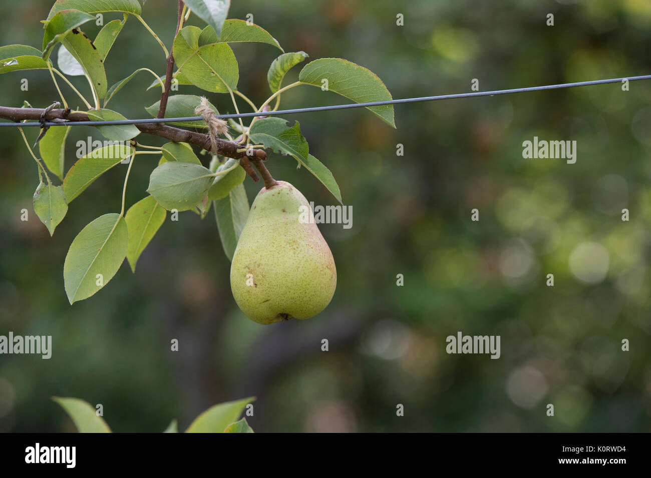 Pyrus communis ‘Invincible’. Delwinor. Pear ‘Invincible’ fruit on the tree in August. UK Stock Photo