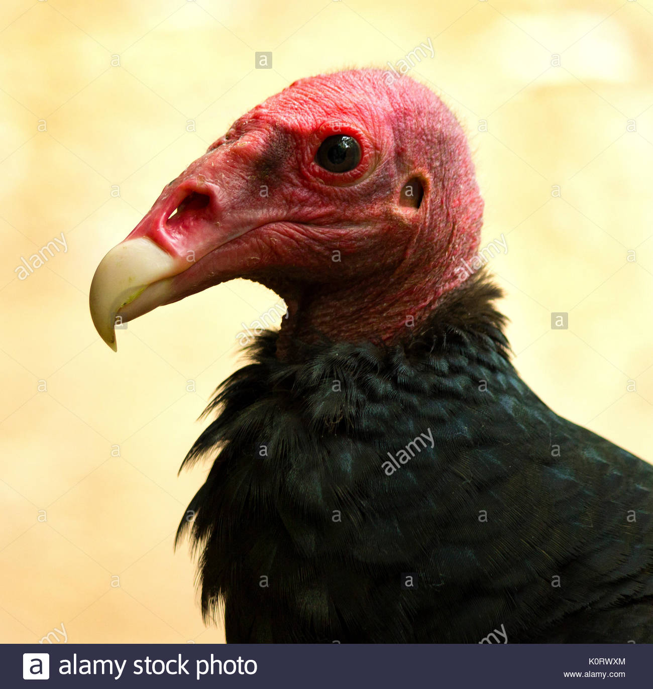 Portrait Of Red Head Vulture Stock Photo Alamy