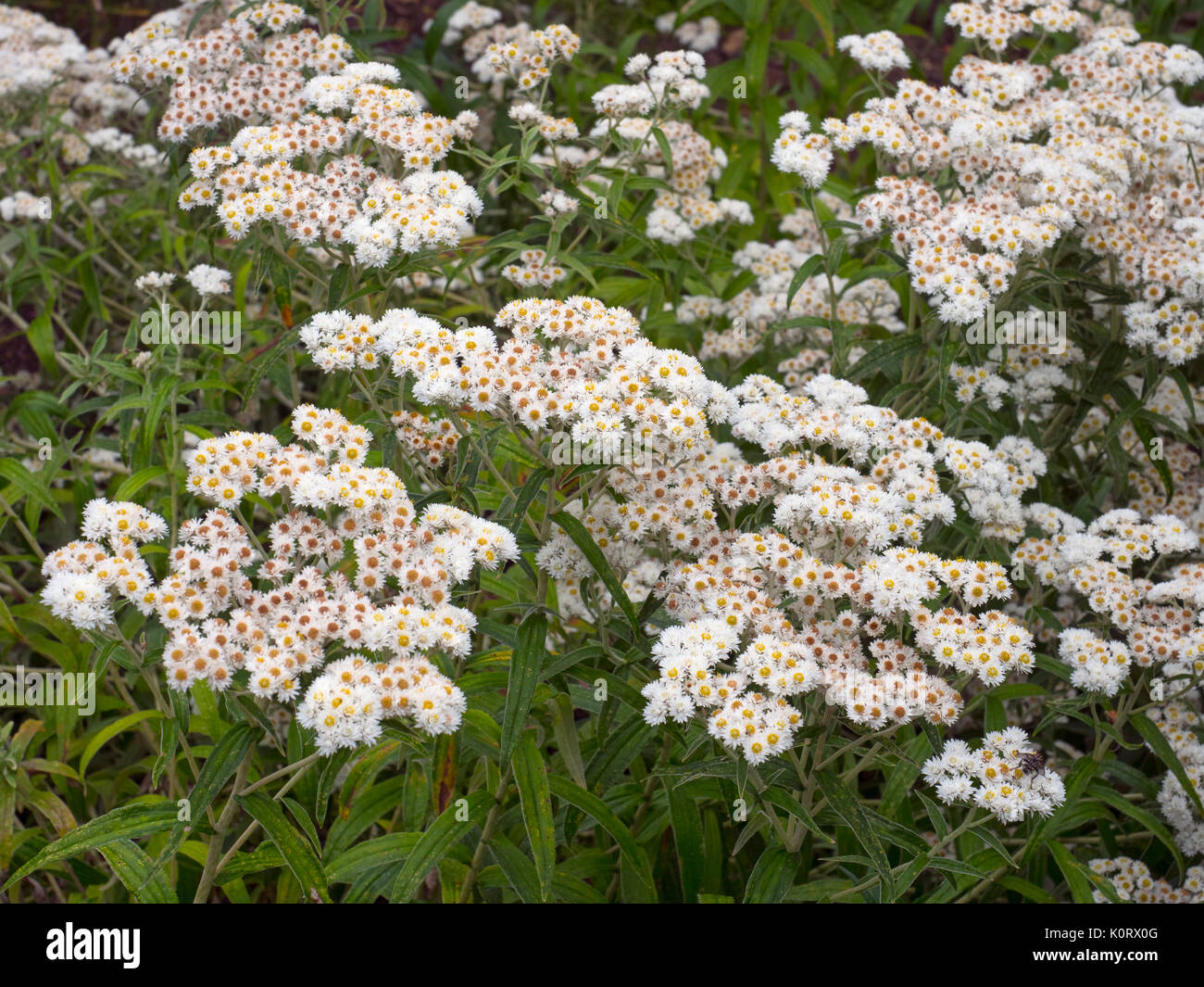 Anaphalis commonly known by the name pearl or pearly everlasting Stock Photo