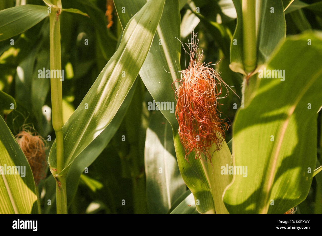 Maize crops ripening in August sunshine with wild daisies growing ...
