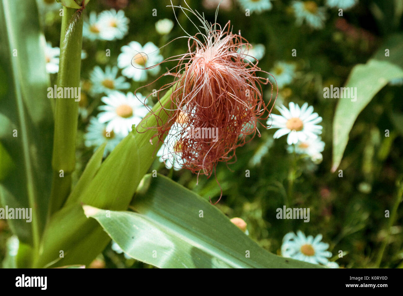 Sweetcorn maize ripening in hi-res stock photography and images - Alamy