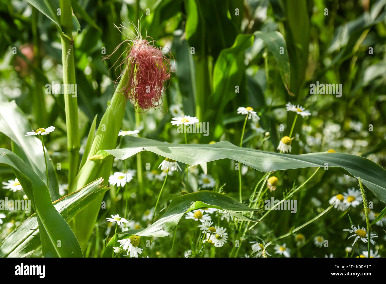 Maize crops ripening in August sunshine with wild daisies growing between the rows Stock Photo
